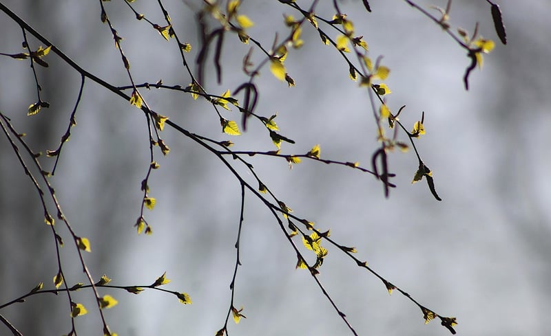 Nature Crafts